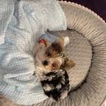 Ersteller:in Neiyla Profilbild