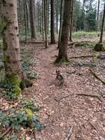 Hundeauslaufgebiet-Meielen-Wald Zollikofen-Bild