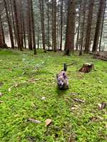 Hundeauslaufgebiet-Meielen-Wald Zollikofen-Bild