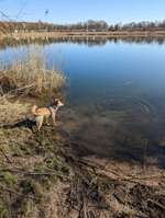 Hundeauslaufgebiet-Großer Weserbogen-Bild