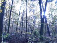 Hundeauslaufgebiet-Wannsee-Düppel-Bild