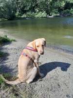 Hundeauslaufgebiet-Moorlake/ Wannsee-Düppel-Bild