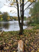 Hundeauslaufgebiet-Wannsee-Düppel-Bild