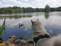 Hundeauslaufgebiet-Rotbachsee-Bild