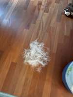 Fellpflege beim Fellwechsel - was macht ihr so? Furminator? Friseur?-Beitrag-Bild