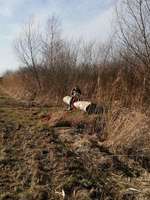 Hundeauslaufgebiet-Vogelschutzgebiet zwischen Drage und Hunden-Bild