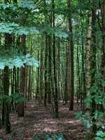 Hundeauslaufgebiet-Walderlebnis Ehrhorn, Erlebnispfad in der Lüneburger Heide.-Bild