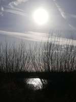 Hundeauslaufgebiet-Vogelschutzgebiet zwischen Drage und Hunden-Bild