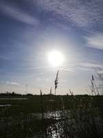 Hundeauslaufgebiet-Vogelschutzgebiet zwischen Drage und Hunden-Bild