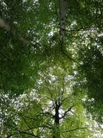 Hundeauslaufgebiet-Buchwedel-Bild