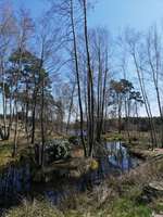 Hundeauslaufgebiet-Büsenbachtal-Bild