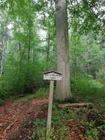 Hundeauslaufgebiet-Buchwedel-Bild