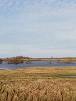 Hundeauslaufgebiet-Vogelschutzgebiet zwischen Drage und Hunden-Bild