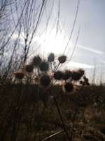 Hundeauslaufgebiet-Vogelschutzgebiet zwischen Drage und Hunden-Bild