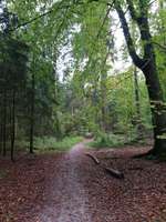 Hundeauslaufgebiet-Buchwedel-Bild