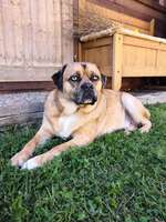 Mops mix-Beitrag-Bild