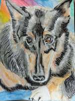 Meine Fellnasen Porträts-Beitrag-Bild