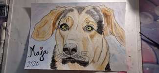 Ich zeichne deine Fellnase-Beitrag-Bild