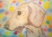 Meine Fellnasen Porträts-Beitrag-Bild