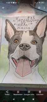 mit Liebe gezeichnete Fellnasen-Portaits-Beitrag-Bild