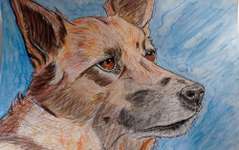 Ich zeichne deine Fellnase-Beitrag-Bild