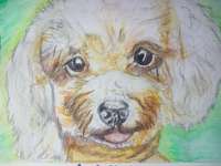 Ich zeichne deine Fellnase-Beitrag-Bild