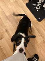 Beißen und Zahnwechsel-Beitrag-Bild