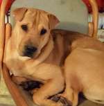 Erfahrungen mit unseriösen Tierschutzvereinen-Beitrag-Bild