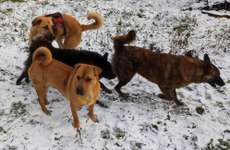 Erfahrungen mit unseriösen Tierschutzvereinen-Beitrag-Bild