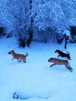 Erfahrungen mit unseriösen Tierschutzvereinen-Beitrag-Bild