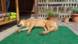 Hund in der Sonne liegen lassen?-Beitrag-Bild