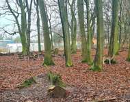 Hundeauslaufgebiet-Schimmelsheider Park-Bild