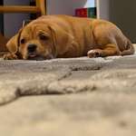 Ersteller:in Dominique Profilbild