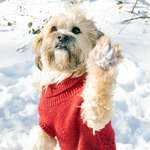 Ersteller:in Petra Profilbild