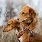 Ersteller:in Anja Profilbild