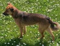 Suchmeldung-Felina-Bild