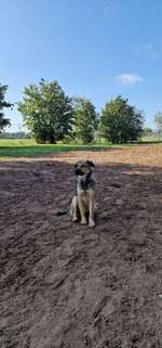 Hundeauslaufgebiet-Hundewiese Griesheim-Bild