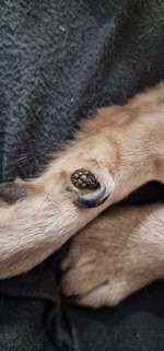 Veränderungen an einem Zehenballen/Hautprobleme-Beitrag-Bild