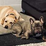 Ersteller:in Dalla Profilbild