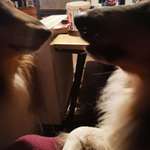 Ersteller:in Rosemarie Profilbild