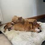 Anaphylaktischer Schock. Hat jemand schon mal Ähnliches erlebt?-Beitrag-Bild