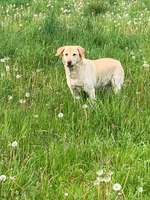 Hundeauslaufgebiet-Dreiangel Wiese-Bild