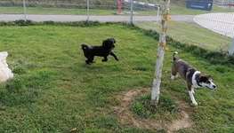 Hundeauslaufgebiet-Hundeareal am Rasthof-Bild