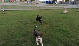 Hundeauslaufgebiet-Hundeareal am Rasthof-Bild