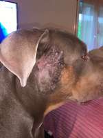 Hund hat Ausschlag-Beitrag-Bild