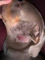 Hund hat Ausschlag-Beitrag-Bild