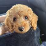 Ersteller:in Keshia Profilbild