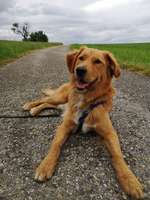 Wer hat auch einen Golden Retriever x Berner Sennenhund?-Beitrag-Bild