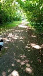 Hundeauslaufgebiet-Gassirunde-Bild