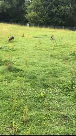 Hundeauslaufgebiet-Beim Kartäusermönch-Bild